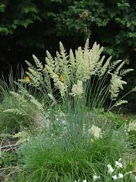 Billedresultat for Koeleria glauca