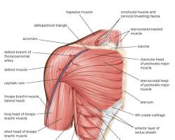 Image de Shoulder muscles