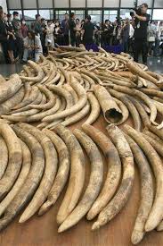 Image result for asian elephant vs african elephant