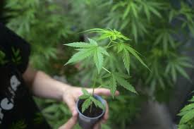 Resultado de imagen de Legalization