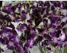Gambar Bunga Anggrek Dendrobium