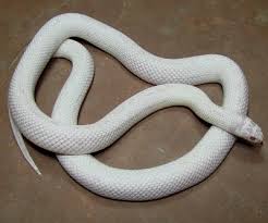 Image result for white snakes in florida