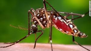 Image result for images of zika virus