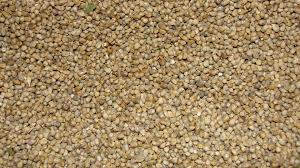 Image result for MILLET