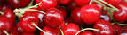 Cerises sauvages synonyme