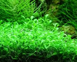 Image of Glossostigma elatinoides aquarium plant
