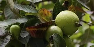 El guayabo, una opción para plantar en primavera: es perenne y da frutos aromáticos