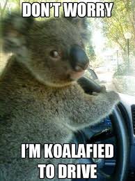 Koala Said No Worries Pictures, Photos, and Images for Facebook ... via Relatably.com