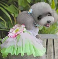 Image result for cute animals in clothes