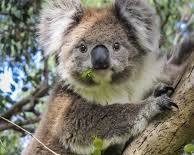 Image of Koalas Australia