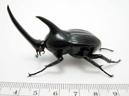 Résultat de recherche d'images pour "rhino beetle"