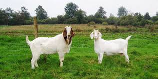 Image result for GOAT