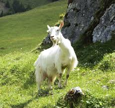 Image result for GOAT