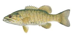 Image result for fish