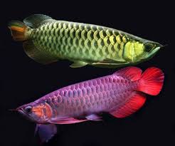 Image result for arowana fish