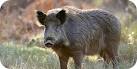 Wildboar