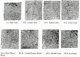 Résultat de recherche d'images pour "fingerprint types"