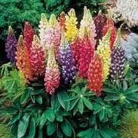 Image result for lupine