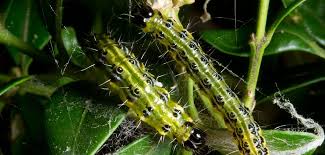 Buchsbaumzünsler: „Befall nimmt deutlich ab“ – der Feind eines jeden Gärtners wird mit Vögeln bekämpft