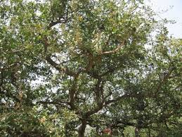 Fun & Info @ Keralites.net