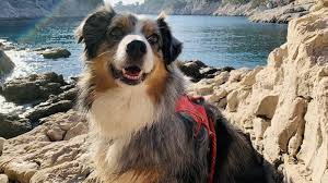 News source: La Provence