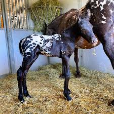 For Sale: Briar – Maxey Appaloosa Heritage Foundation