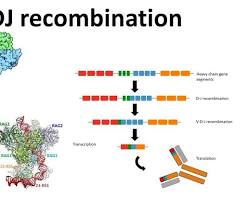 V(D)J Recombination