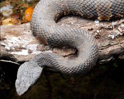 Image of Water Moccasin in Texas
