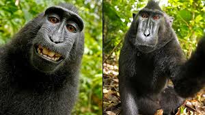 Image result for MONKEYS