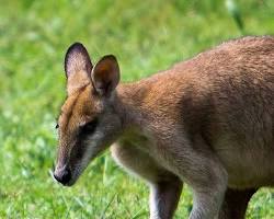 wildlife in Kakadu National Park