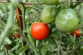 nematodes tomatoes ile ilgili görsel sonucu