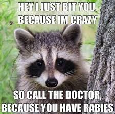 Image result for Animal Meme