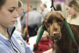 135th Westminster <b>Kennel Club</b> Dog Show Field Spaniel Champion. - 109386566-dog-show-135th-westminster-kennel-club-dog-gettyimages