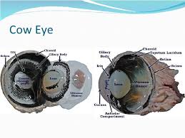 Image result for eyeball enucleation cattle