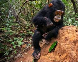 Image of chimpanzee using a stick to fish for termites