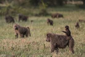 Image result for ‫ عکس های جالب از طبیعت‬‎