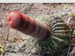 Image result for strange bushes