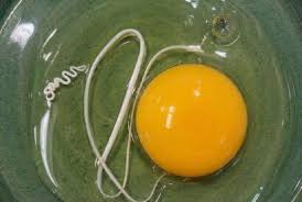 What is the white, stripy thing in my raw egg?