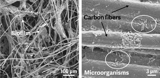 Màng sinh học vi khuẩn (Biofilm) bám trong kẽ sợi