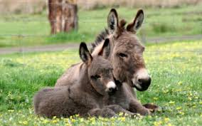 Image result for donkey