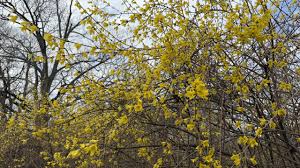 Cooler Thursday forecast and then back to windy weather Friday