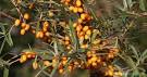 Tiroler Sanddorn (Hippophae Rhamnoides L.) als Vitamin C