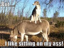 Image result for animal funnies