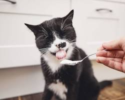 Yogurt for cats