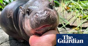 ‘I set a goal to make her famous’: the baby pygmy hippo who became a giant 
online