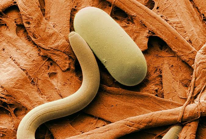 We Know Roundworms Inherit Knowledge. Now We’re Starting to Find Out How. –  The Wire Science