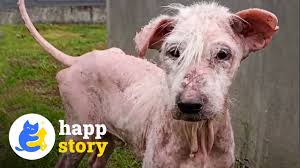 Witnessing Dog Miracles at Furry Luck Rescue! 🐶 | HAPP ...
