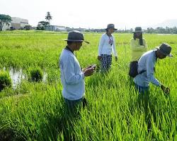 Image of Agricultural extension worker