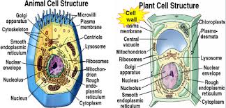 Hasil gambar untuk cell of a plant and animal