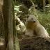 Kermode bear